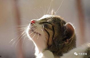 娱乐吃瓜酱猫抱枕,带你感受萌宠的魅力